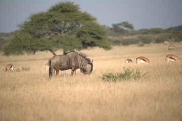 Obraz premium wildebeest in wild savanna . Animal of africa
