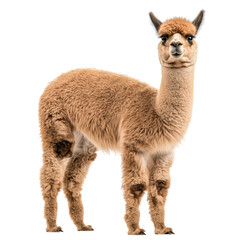 Obraz premium Side view of a fluffy brown alpaca standing, looking forward, cut out, isolated on a transparent background, no shadow.