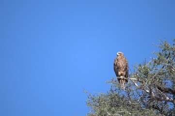 predator sky  in savanna , animal of africa