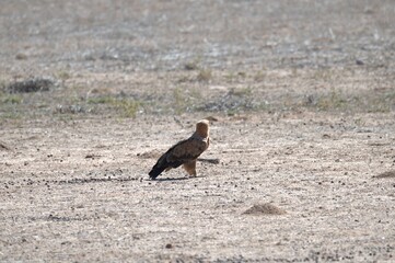 predator sky  in savanna , animal of africa