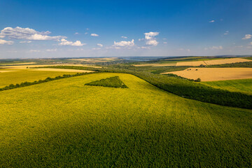 Obraz premium Enjoy the stunning aerial view of sunflowers fields beneath a clear blue sky, showcasing beauty