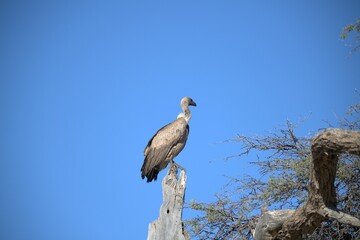 predator sky  in savanna , animal of africa