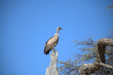 predator sky  in savanna , animal of africa