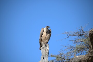 predator sky  in savanna , animal of africa