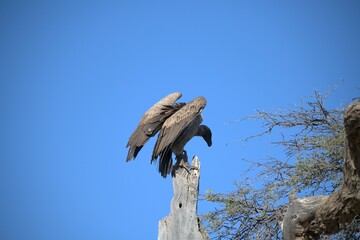 predator sky  in savanna , animal of africa
