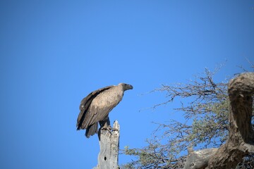 predator sky  in savanna , animal of africa