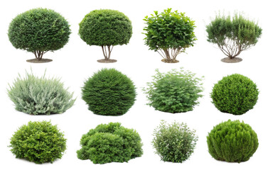 Collection of Twelve Watercolor-Style Green Bush Illustrations