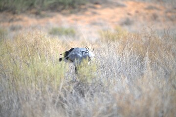 bird in wild savanna , Animal of africa