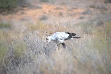 bird in wild savanna , Animal of africa