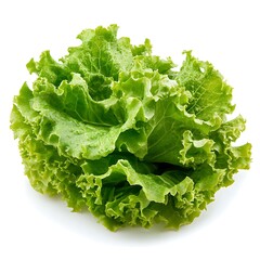 Lettuce Vegetable for Culinary Use isolated on white background