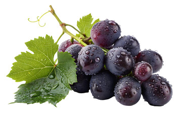 Fresh black grapes with water drops and leaves on black background, macro close-up.