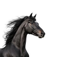 Fototapeta premium Side view of an elegant black horse with bridle and shiny coat, cut out, isolated on a transparent background, no shadow