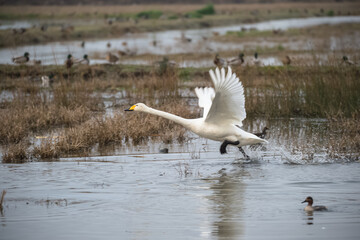 Cigno selvatico