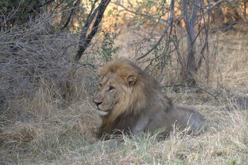 Lion in wild savanna , Animal of africa
