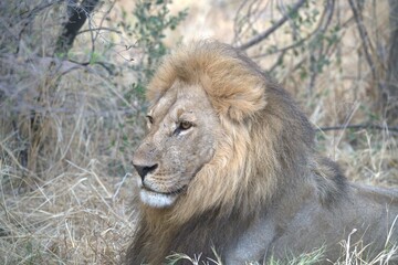 Lion in wild savanna , Animal of africa