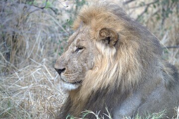 Lion in wild savanna , Animal of africa