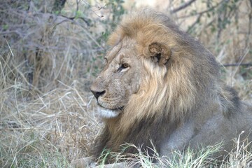 Lion in wild savanna , Animal of africa