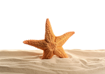 starfish isolated on transparent or white background