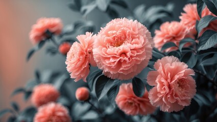 Closeup of Peach Flower Background with Shades of Orange for Design