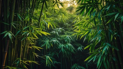 Evergreen bamboo plant in a tropical bamboo forest, bush growing amidst green leaves on dark backdrop