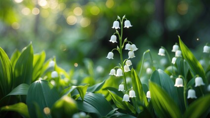 Obraz premium Forest scene featuring a green glade of lily of the valley flowers and white may-lily blooms on clearing among lush leaves