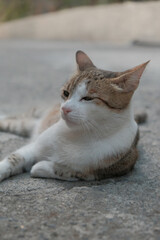 Lovely cat