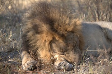 Lions cubs in wild savanna , Animal of africa