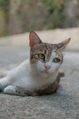 Lovely cat