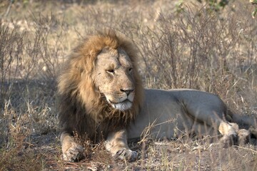 Lions cubs in wild savanna , Animal of africa