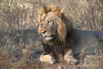 Lions cubs in wild savanna , Animal of africa