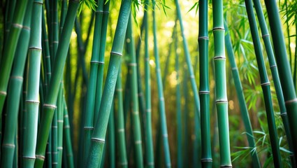 Fototapeta premium Bamboo forest backdrop image