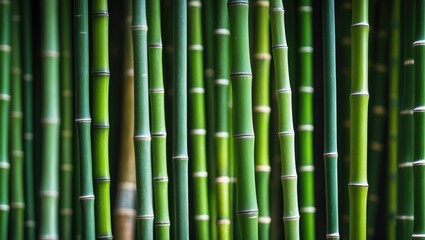 Obraz premium Background featuring bamboo imagery