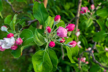 Beautiful white and pink blossom on branch of apple tree in garden against blurred green background in spring