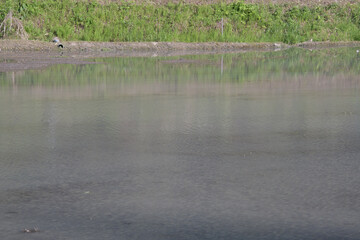 代かきを終えた水田