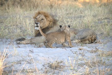 lion in wild savanna , Animal of africa