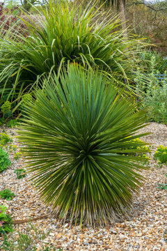 Hardy Thompson's Yucca, Beaked Yucca plant in dry ground that can survive on very little rain.