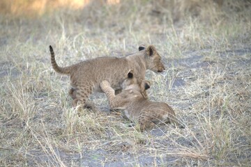 lion in wild savanna , Animal of africa