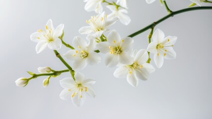 Obraz premium White background with Jasmine flower twigs
