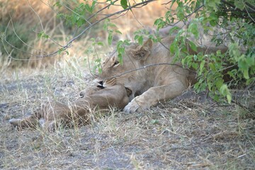 lion in wild savanna , Animal of africa