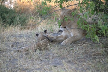 lion in wild savanna , Animal of africa