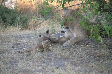 lion in wild savanna , Animal of africa