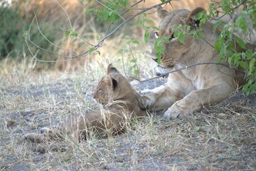 Lion in wild savanna , Animal of africa 