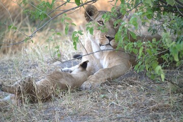 Lion in wild savanna , Animal of africa 