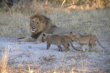 Lion in wild savanna , Animal of africa 