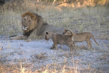 Lion in wild savanna , Animal of africa 