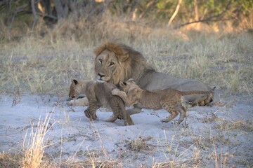 Lion in wild savanna , Animal of africa 