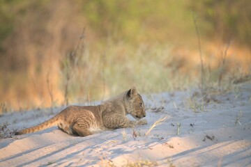 Lion in wild savanna , Animal of africa 