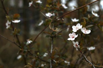 White spring blossoms of blackthorn (Prunus spinosa) on dark branches with a blurred natural background in soft daylight