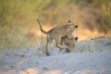 Lion in wild savanna , Animal of africa 