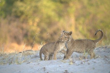 lion in wild savanna , animal of africa